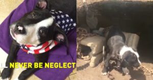 Cucciolo incatenato dalla nascita finalmente libero dalle catene (VIDEO)