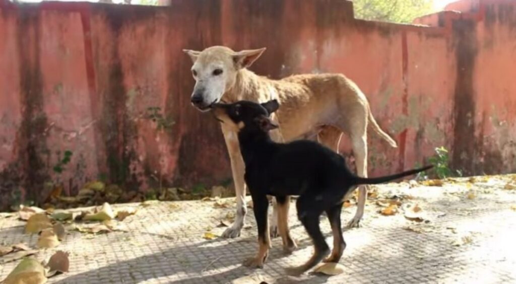 cucciolo malato rifiuta aiuto dei soccorritori