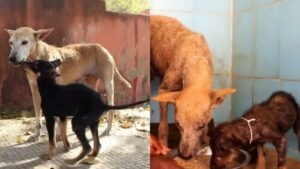 Cagnolino malato rifiuta l’aiuto dei soccorritori e si stringe al suo cucciolo per paura degli uomini (VIDEO)