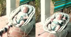 Cucciolo raggiunge il fratellino umano sul dondolo per dormire insieme a lui (VIDEO)
