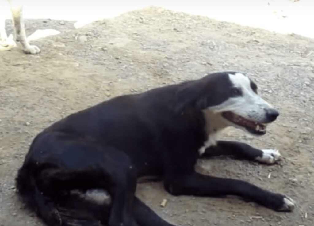 cucciolo soffriva con buco sul ventre