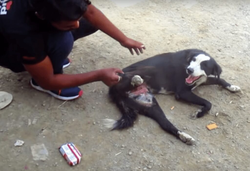 cucciolo soffriva con buco sul ventre