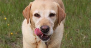 Labrador a un passo dalla soppressione diventa incredibilmente la prima star del pattinaggio (VIDEO)