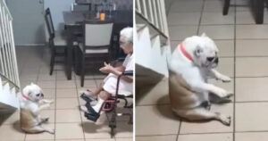 Il Bulldog si agita e balla seguendo il ritmo e la voce della nonna (VIDEO)