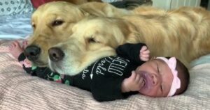 Due Golden Retriever si addormentano sopra la sorellina umana e il commovente filmato (VIDEO)
