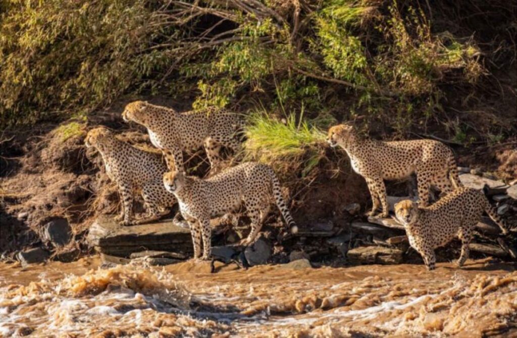 famiglia di ghepardi attraversa fiume con i coccodrilli