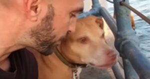 Il fotografo Christian aiuta i cuccioli di cane che non hanno ancora una casa; il suo segreto (VIDEO)