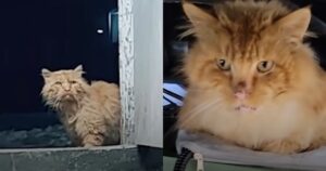 Donna si impegna al massimo e riesce a conquistare e salvare il gattino randagio (VIDEO)