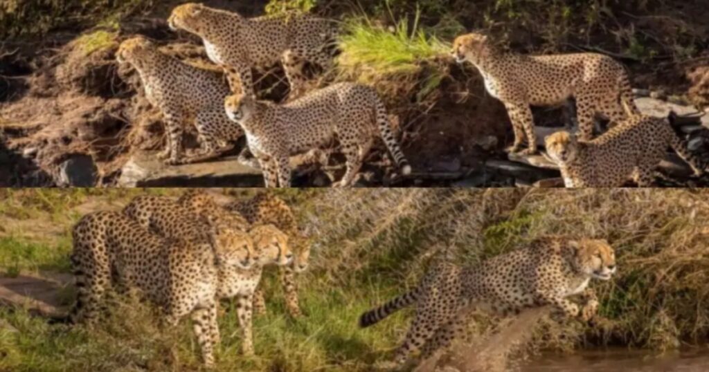 famiglia di ghepardi attraversa fiume con i coccodrilli