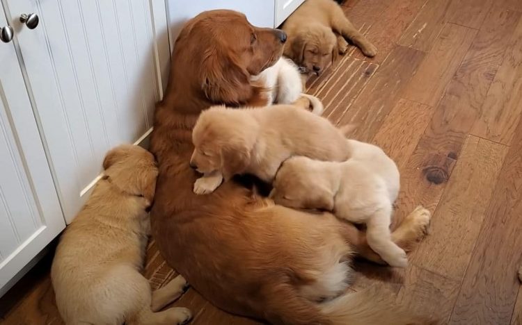 golden retriever padre