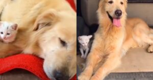 Golden Retriever si prende cura di un gattino come sua madre un’improbabile storia di amore