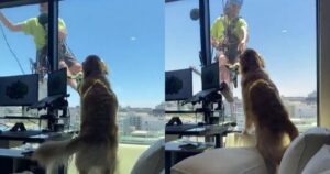 Golden Retriever vuole stringere amicizia con un uomo al 15° piano (VIDEO)