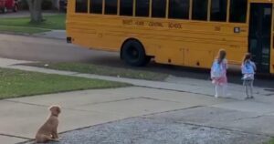 Golden Retriever accompagna ogni giorno le sue sorelline umane a prendere lo scuolabus (VIDEO)