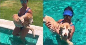 Golden Retriever accompagnata in piscina dalla sua proprietaria dopo essere rimasta paralizzata: amava moltissimo fare il bagno (VIDEO)