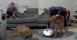 Golden Retriever affronta la tecnologia quando la sua coda viene risucchiata dall’aspirapolvere (VIDEO)