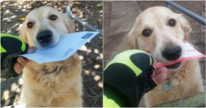 Golden Retriever aspetta il postino con ansia per poter prendere la posta, e quando non c’è l’uomo glieli scrive appositamente