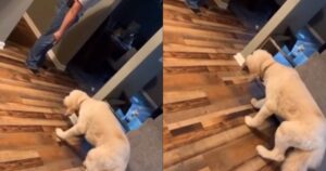 Golden Retriever cammina strano dopo aver combinato un guaio (VIDEO)