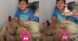 Golden Retriever canta “Tanti auguri” al suo fratellino umano (VIDEO)