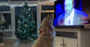 Golden Retriever canta con Pavarotti davanti alla Tv (VIDEO)