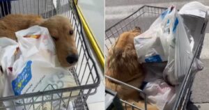 Golden Retriever felicissimo di fare un giro nel carrello al supermercato insieme alla sua famiglia (VIDEO)