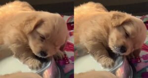 Golden Retriever cerca di non addormentarsi mentre beve il suo latte il filmato è dolcissimo (VIDEO)