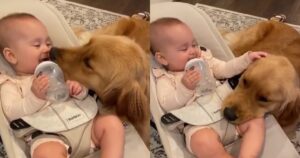 Golden Retriever coccola il fratellino umano dandogli dei baci il dolcissimo filmato (VIDEO)