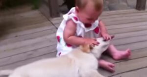 Golden Retriever cucciolo corre emozionato verso la sorellina umana il filmato dolcissimo (VIDEO)
