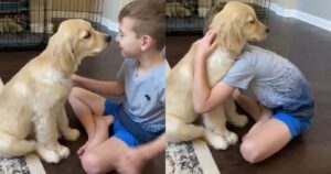 Golden Retriever cresce ma continua a mostrare lo stesso amore per il suo piccolo proprietario (VIDEO)