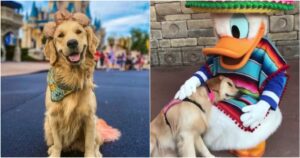 golden retriever va a Disney World per incontrare i suoi personaggi preferiti