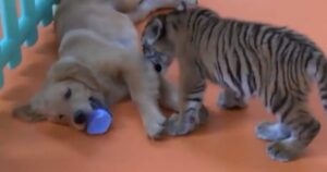 golden retriever diventa la madre di cuccioli di tigre, iena e leone