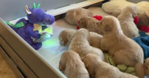 Golden Retriever cuccioli ipnotizzati dal draghetto che racconta loro la fiaba della buonanotte (VIDEO)