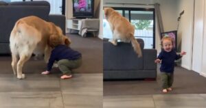 Golden Retriever e il fratellino umano sono due migliori amici inseparabili (VIDEO)