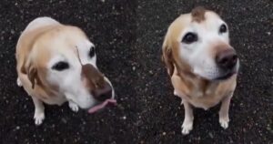 Golden Retriever e un topolino stringono una stravagante amicizia (VIDEO)