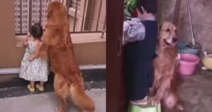 Golden Retriever fa da mamma alla sua sorellina umana se ne prende amorevolmente cura (VIDEO)