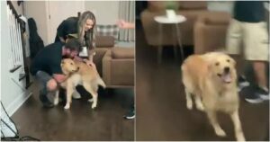 Golden Retriever festeggia il suo primo compleanno e la sua famiglia gli organizza una festa a sorpresa (VIDEO)