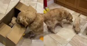 Golden Retriever incontra il suo nuovo fratellino (VIDEO)