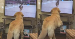 Golden Retriever imita un cavallo alle olimpiadi guardandolo in TV (VIDEO)