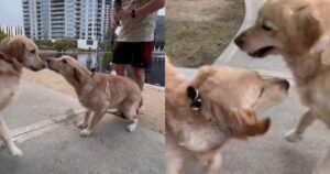 Golden Retriever incontra la sorellina perduta durante una passeggiata (VIDEO)