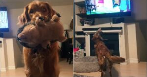Golden Retriever guarda “Lilly e il vagabondo” e si emoziona ogni volta (VIDEO)