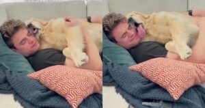 Golden Retriever Maggie dorme sopra il suo papà umano ma accade qualcosa di imprevisto (VIDEO)