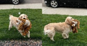 Golden Retriever si emoziona quando vede la neve per la prima volta e porta il suo peluche fuori a giocare