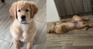 Golden Retriever prende le pasticche della sua proprietaria e cade addormentato (VIDEO)