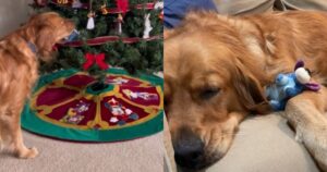 Golden Retriever ruba le decorazioni dall’albero di natale per dormirci insieme, il video è dolcissimo (VIDEO)