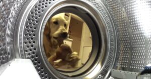 Golden retriever salva il suo peluche da dentro la lavatrice