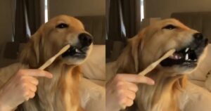 Golden Retriever si lava i denti ma a un certo punto qualcosa va storto (VIDEO)