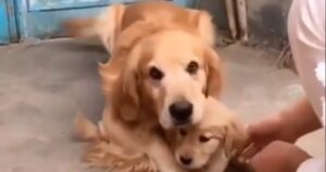 Golden Retriever si rifiuta di lasciare un cucciolo quando provano a portarglielo via (VIDEO)