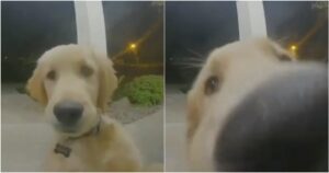 Golden Retriever suona il campanello dopo essere scappato di casa (VIDEO)