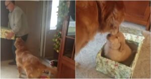 Golden Retriever trova un regalo davvero speciale sotto l’albero di natale e non riesce a contenere l’emozione (VIDEO)