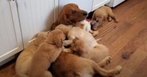 Golden Retriever si dimostra un padre davvero dolce e pronto a “sopportare” la sua cucciolata (VIDEO)