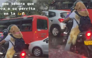 Golden Retriever portato in moto a lavoro dal suo padrone, la scena incredibile diventa virale (VIDEO)